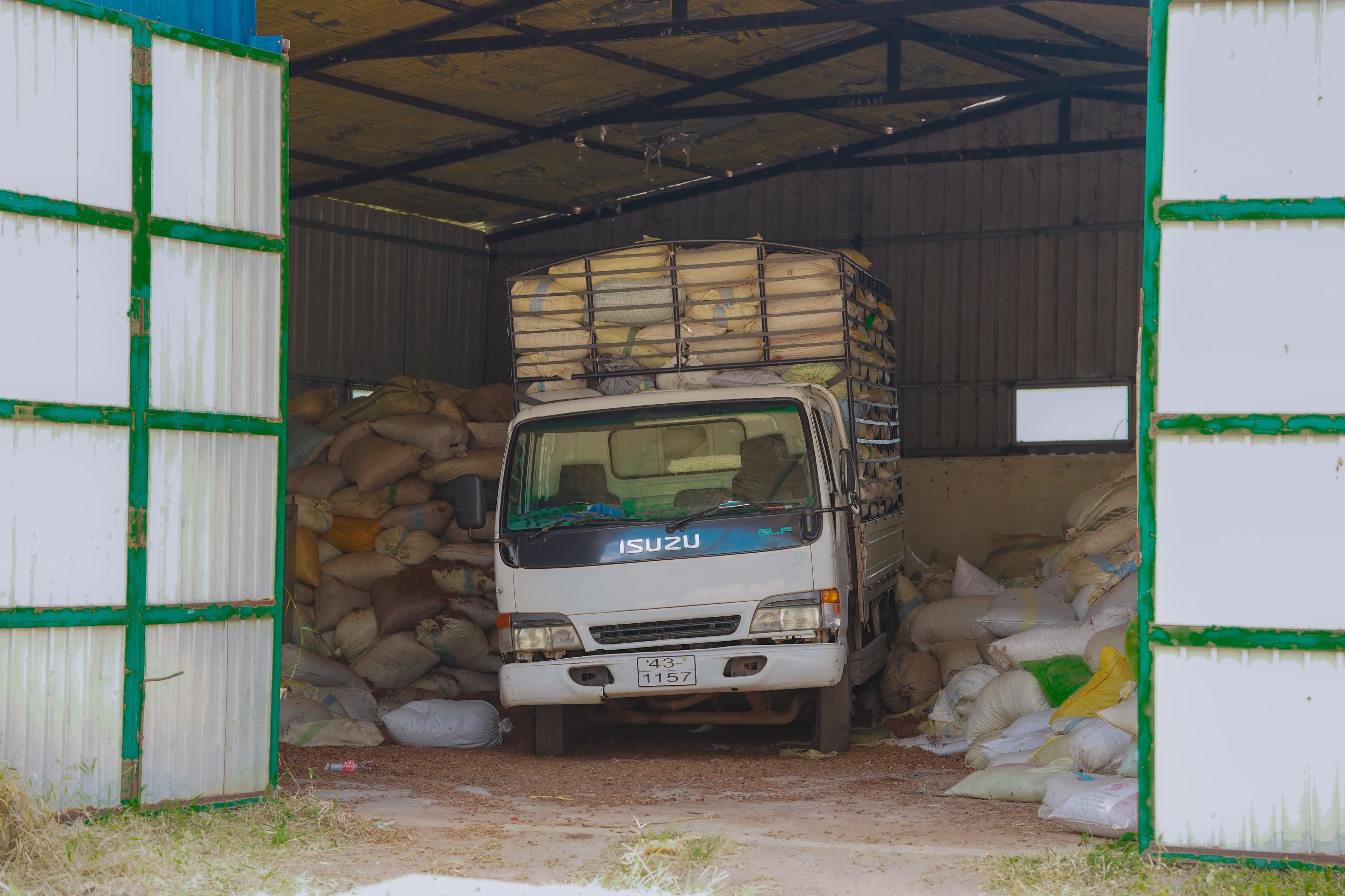 Worker processing coconuts